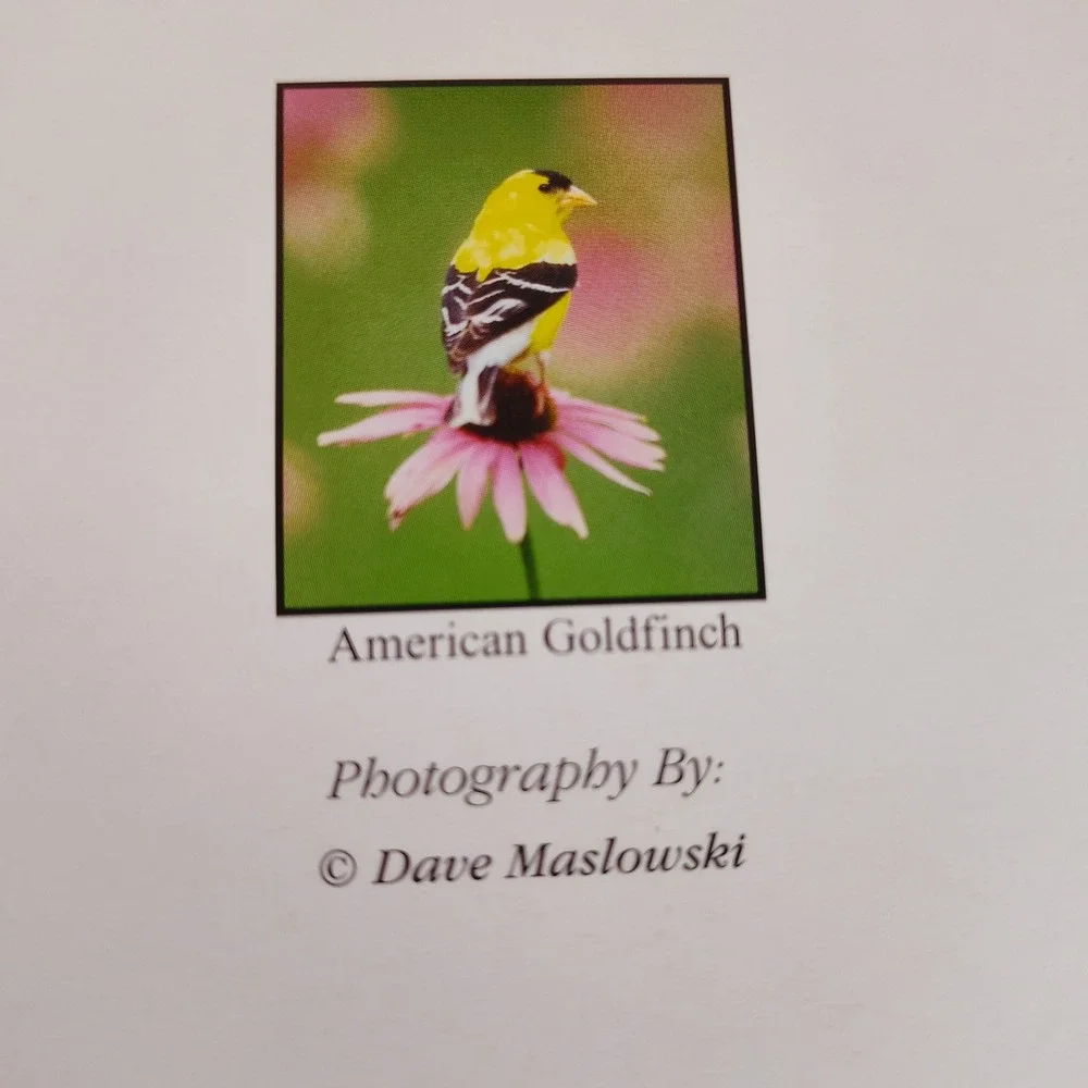 Set of two blank‎ Bird Note Cards Cardinal Goldfinch Blank Inside Stationery